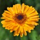 Gălbenele (Calendula) Organică